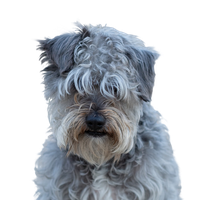 Schnoodle 1.png