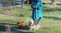 Frau mit blauem Mantel geht mit drei Hunden an der Leine spazieren Ausschnitt.jpg