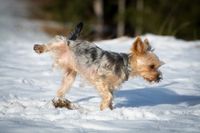 Yorkshire Terrier im Schnee hebt das Bein.jpg