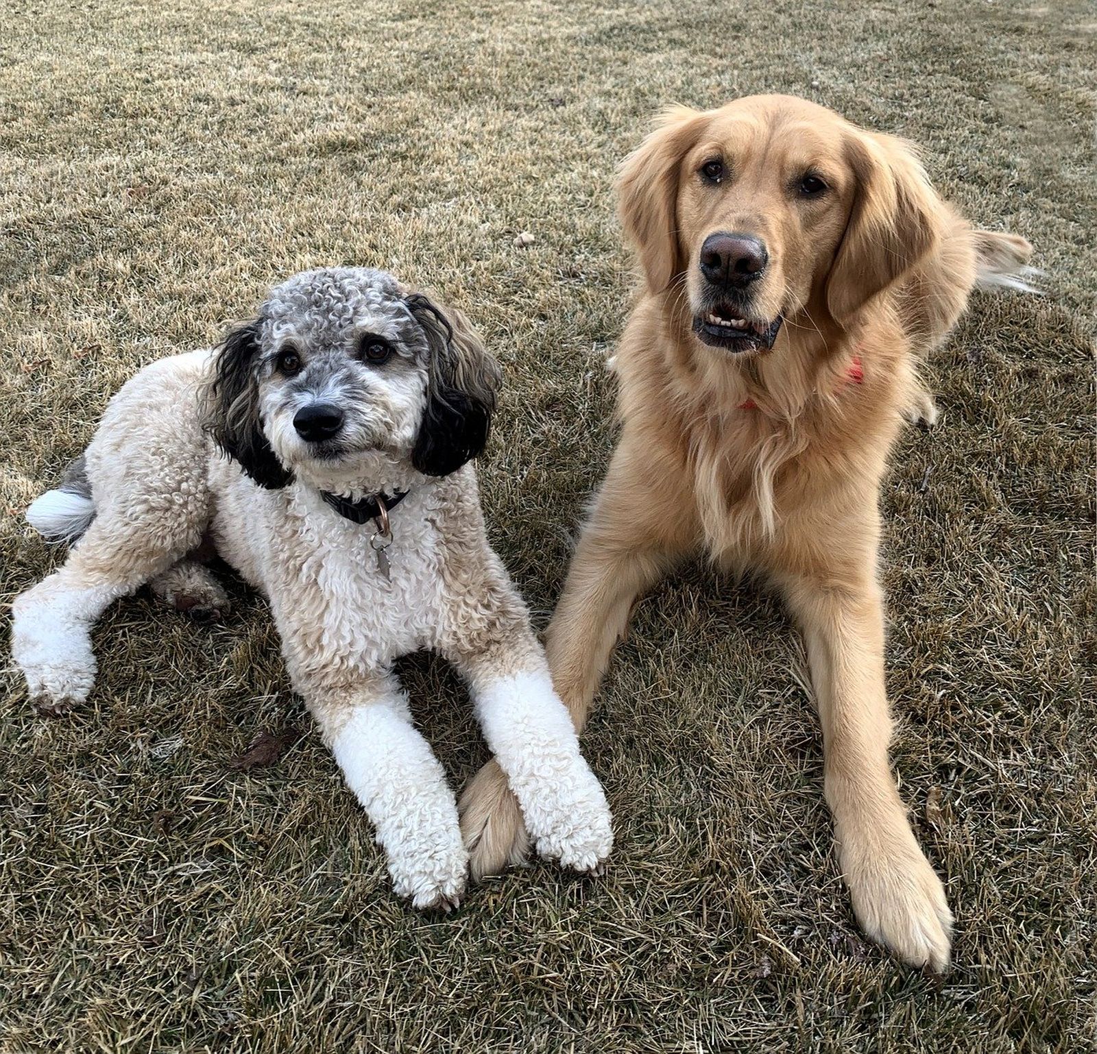 Ein weiß-grau-beige-melierter gelockter Hund liegt neben einem beigen Golden Retriever auf der Wiese und beide schauen auf zum Betrachter