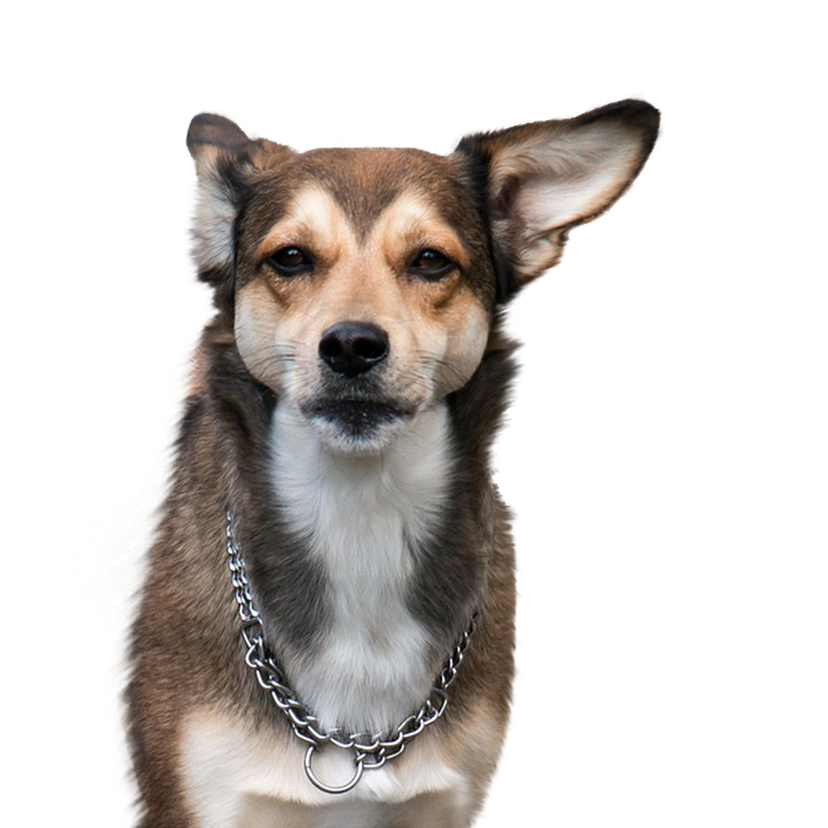 Norwegischer Lundehund - Rassebeschreibung, Haltung, Pflege &amp; Co ...