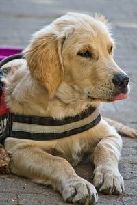 Golden Retriever mit Geschirr liegt auf dem Boden und schaut nach rechts.jpg