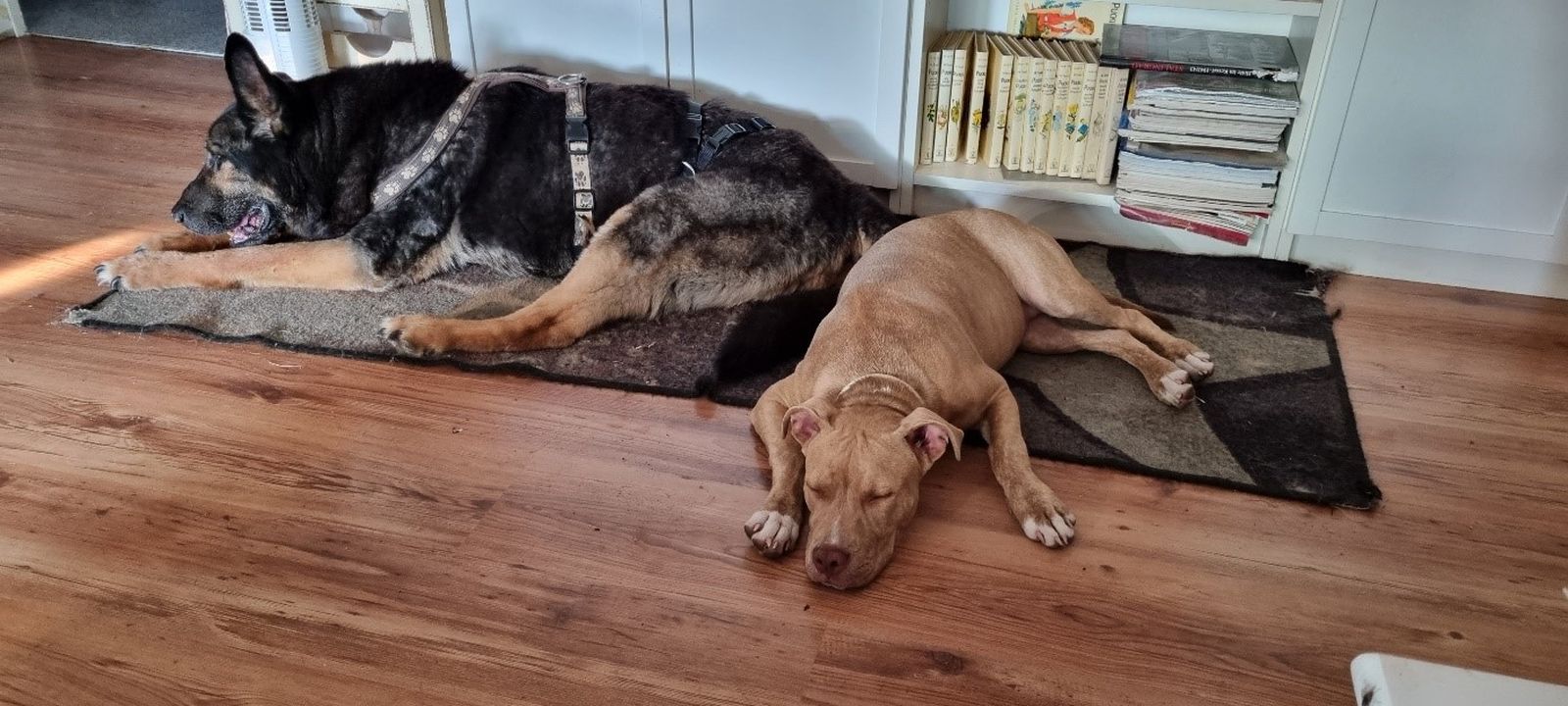 Ein alter Schaeferhund liegt schlafend auf der Hundedecke neben einem schlafenden Staffordshire Terrier