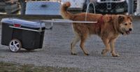 Alter hellbrauner Hund zieht einen Hundewagen Ausschnitt.jpg