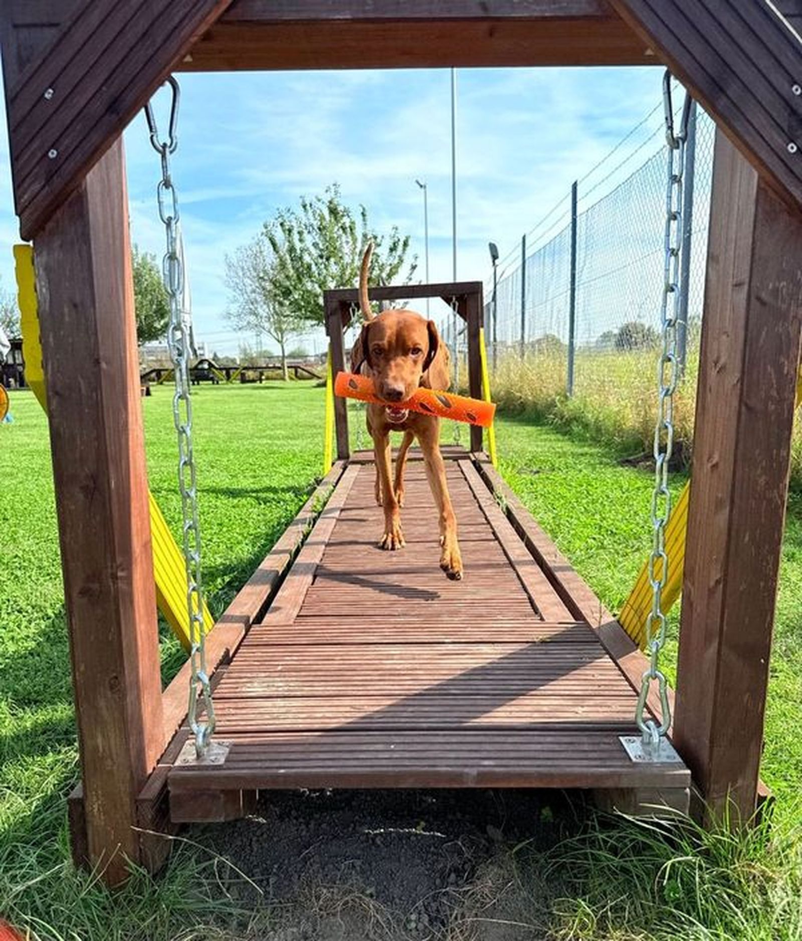 Ein brauner Hund der Rasse Magyar Vizsla mit einem Apportel im Maul läuft beim Apportility über eine Schwebebrücke