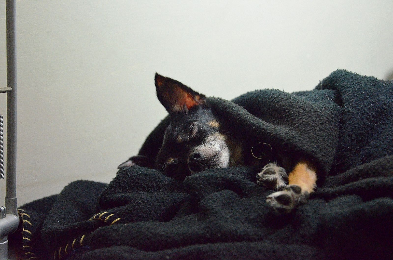 Ein kleiner Hund der Rasse Zwerpinscher bedeckt mit einer Decke beim Schlafen.