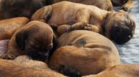 Braune neugeborene Hundwelpen schlafen.jpg