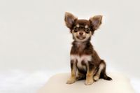 Chihuahua junger Hund.jpg