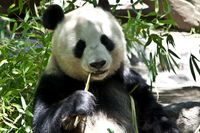 Ein Panda in Nahformat frisst und schaut in die Kamera.jpg