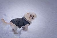 Malteser mit Hundemantel im Schnee schaut in Richtung Betrachter.jpg