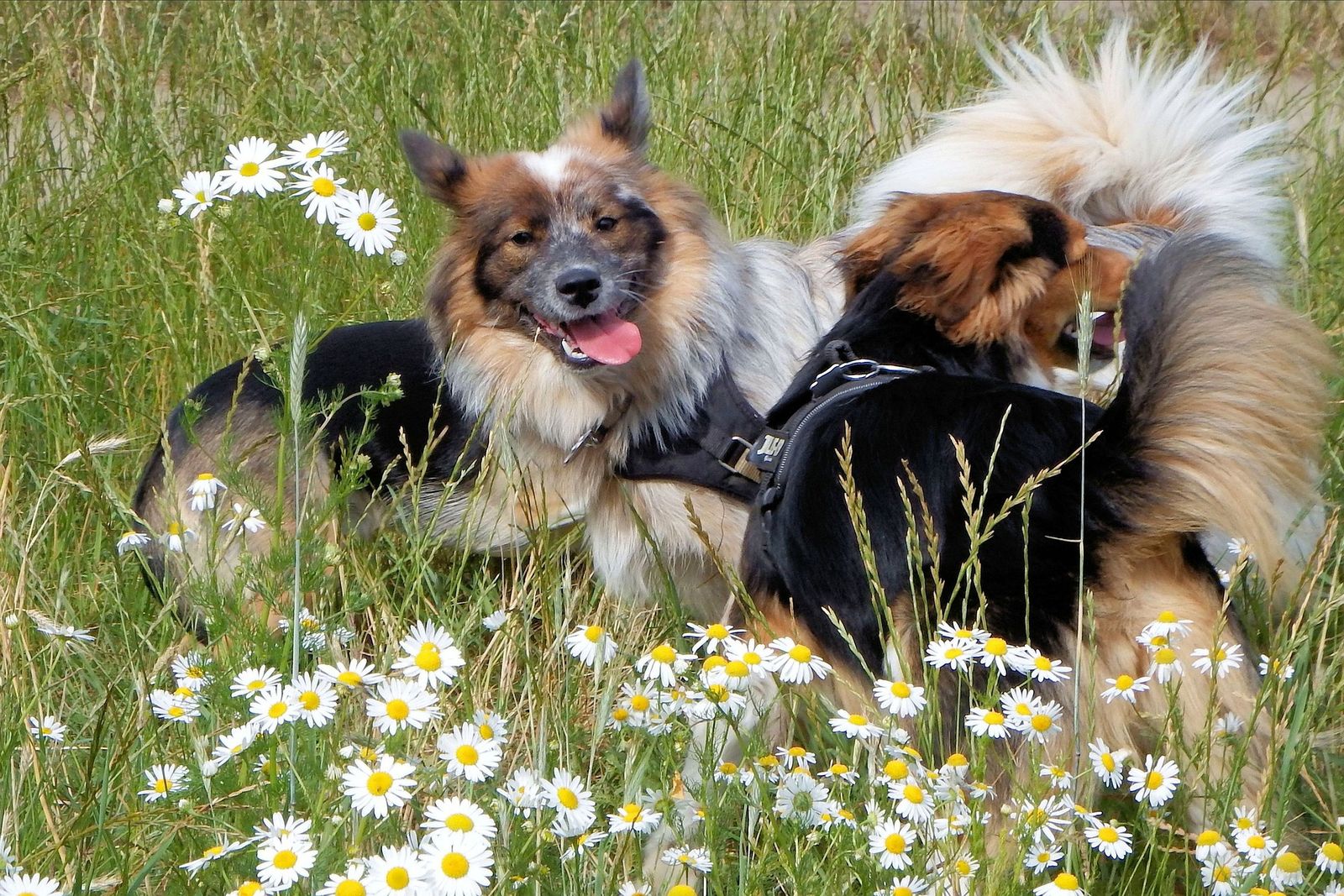 Zwei schwarz-braun-weiß gemusterte Hunde spielen auf einer Wiese mit blühenden Gänseblumen