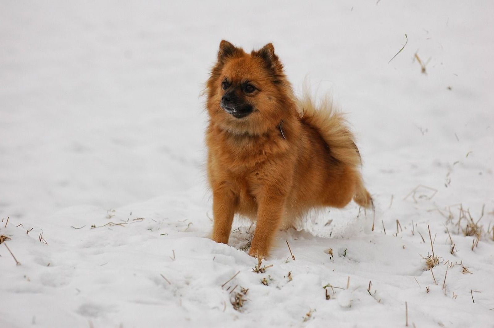 Ein brauner Spitz steht angespannt im Schnee und schaut aufmerksam in die Ferne