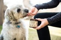 Hund frisst Arznei aus Hand.jpg