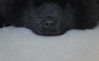 Dunkelfarbener Hund liegt auf dem Boden und die Nase wird nah fotografiert.jpg
