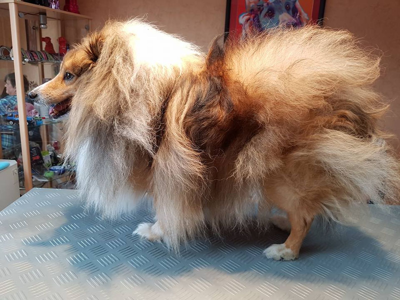 Ein kastrierter Hund der Rasse Collie mit einem sogenannten Kastratenfell mit einen sehr starken und überschüssigen Haarwuchs.