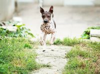 Ein weiß-brauner Nackthund der Rasse American Hairless Terrier läuft auf einem sandigen Weg im Garten auf den Betrachter zu.jpg