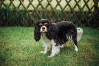 Ein schwarz weiss brauner Hund steht im Garten vor dem Zaun.jpg