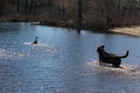 Sennenhund laeuft ins Wasser und jagt eine Gans.jpg
