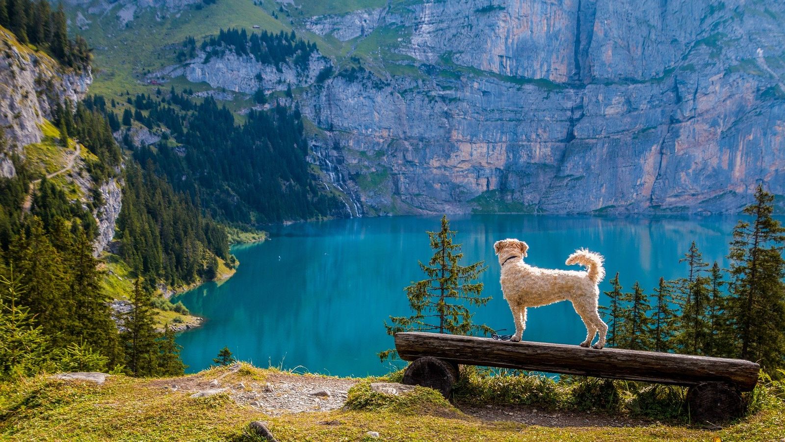 Ein weißer Hund steht auf einer Holzbank in den Bergen und blickt hinab auf einen blauen Bergsee