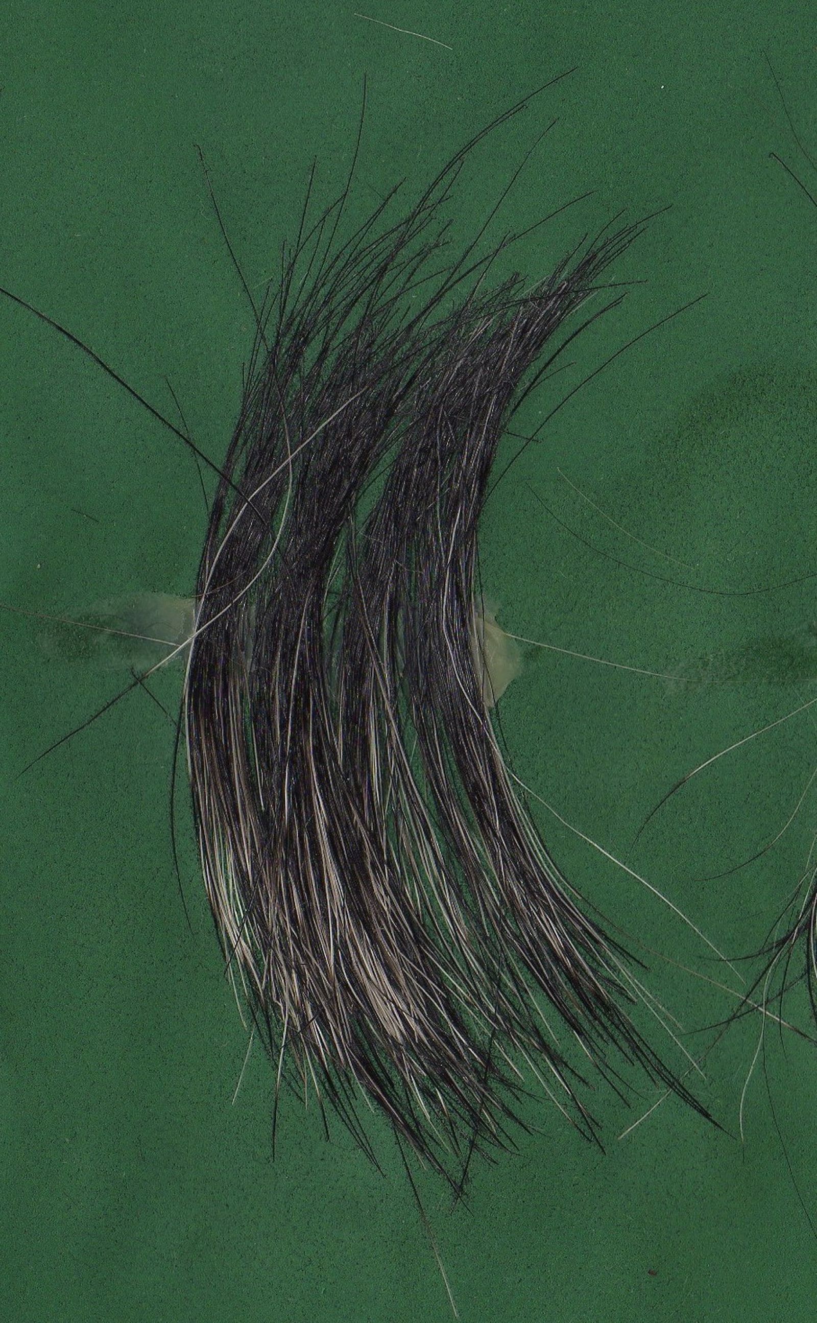 Kurzes und festes Haar in der Fellfarbe pfeffersalz vom Schnauzer auf grünem Untergrund im Großformat