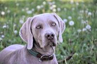 Weimaraner mit Halsband auf der Wiese schaut in die Kamera.jpg