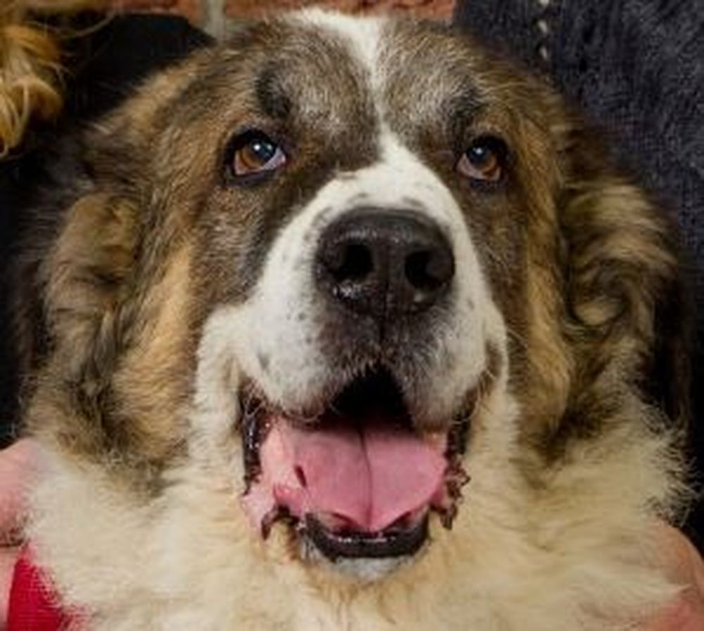 Rumänischer Bukowina Schäferhund - Rassebeschreibung, Haltung, Pflege ...