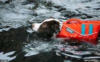 Hund schwimmend mit Schwimmweste pexels-blue-bird-7210257.jpg