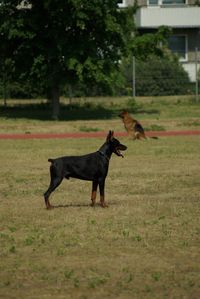 Dobermann Ruede steht auf der Wiese und im Hintergrund sitzt ein Deutscher Schaeferhund.jpg