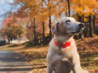 Beiger Hund mit rotem Halsband und Marke sitzt vor den herbstlichen Baeumen und schaut nach rechts.jpg