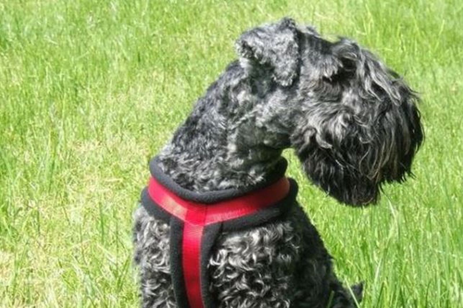 Ein dunkelblaugraufarbiger Terrier mit dotem Hundegeschirr sitzt auf einer Wiese und schaut nach rechts