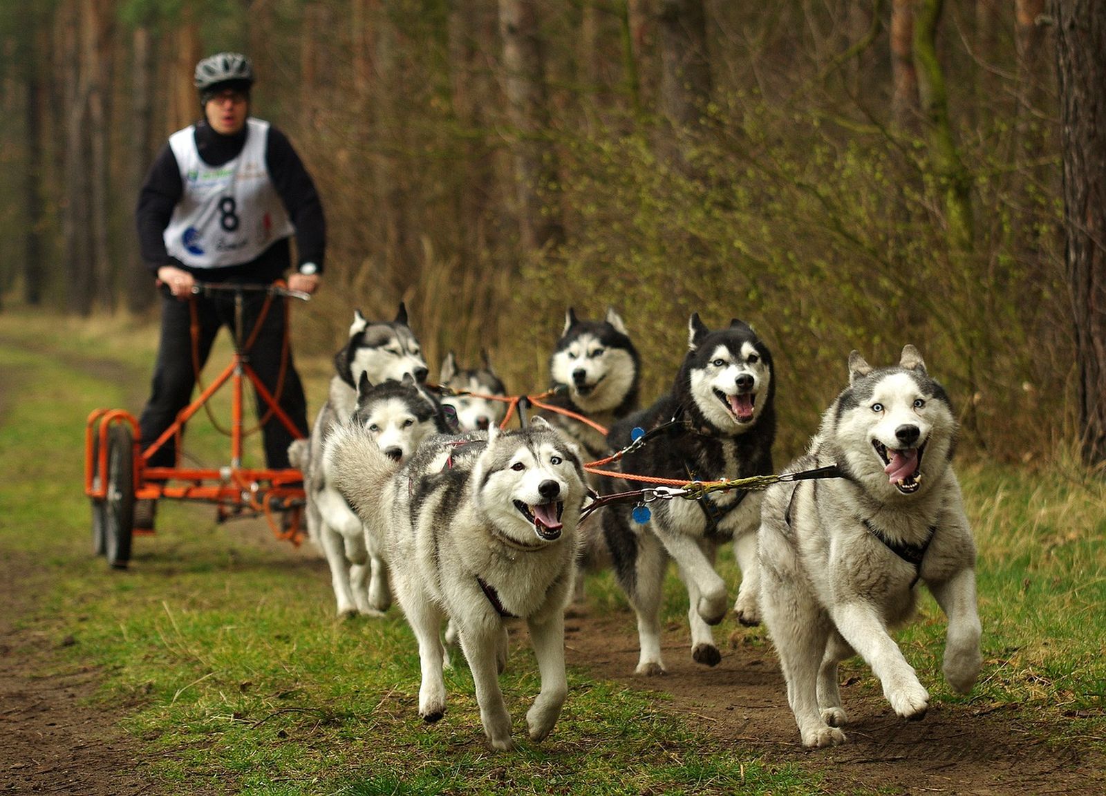 7 Schlittenhunde ziehen ein Saccocart über einen Waldweg im Frühjahr