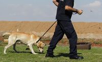 Polizeibeamter mit Golden Retriever an der Leine Ausschnitt.jpg