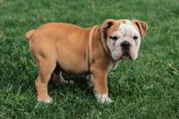 Braun weisser Englische Bulldogge Welpe mit kurzem Schwanz.jpg