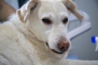 Aelterer weisser Hund Tierarzt.jpg