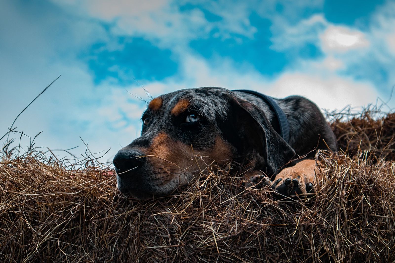 Ein grau-schwarz-rotbraun-gefleckter Hund mit blauen Augen liegt mit dem Kopf auf dem Stroh und schaut in die Ferne