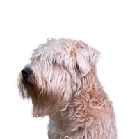 Irish Soft Coated Wheaten Terrier.png