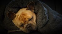 Franzoesische Bulldogge in einer Decke eingepackt schaut muede.jpg