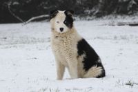 Jakutian Laika sitzt im Schnee und schaut in die Kamera.jpg