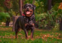 Ein Rottweiler mit rotem Halsband steht auf der Wiese und schaut in Richtung Betrachter.jpg