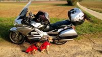 Zwei Hunde mit roter Weste sitzen vor einem abgestellten Motorrad mit Hundeausruestung vor einem Feld.jpg