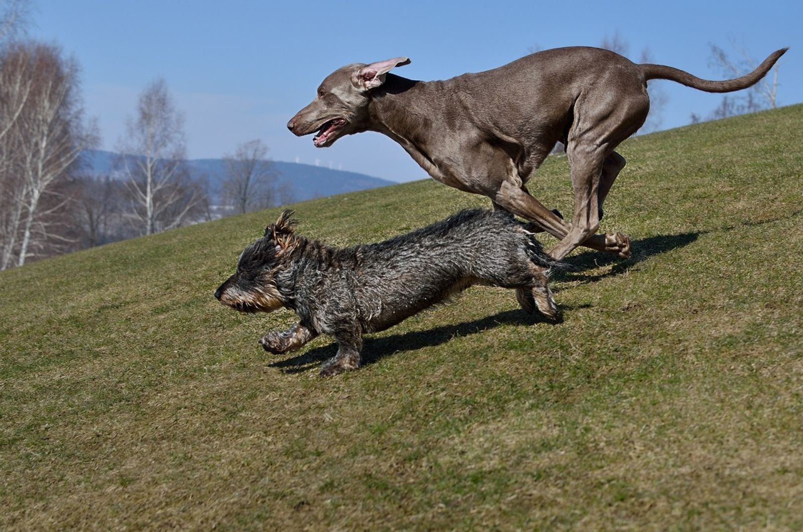 Jagender Dackel mit langgezogenem Körperbau im Vergleich zu größeren Jagdhunden