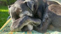 Alter grauer Hund liegt eingekauert auf der Decke und schlaeft.jpg