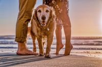Ein alter Golden Retriever steht zwischen den Beinen von einem Mann und einer Frau am Strand vor dem Meer und schaut direkt in die Kamera.jpg