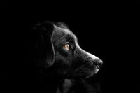 Schwarz weisser Hund mit braunen Augen im seitlichen Profil.jpg