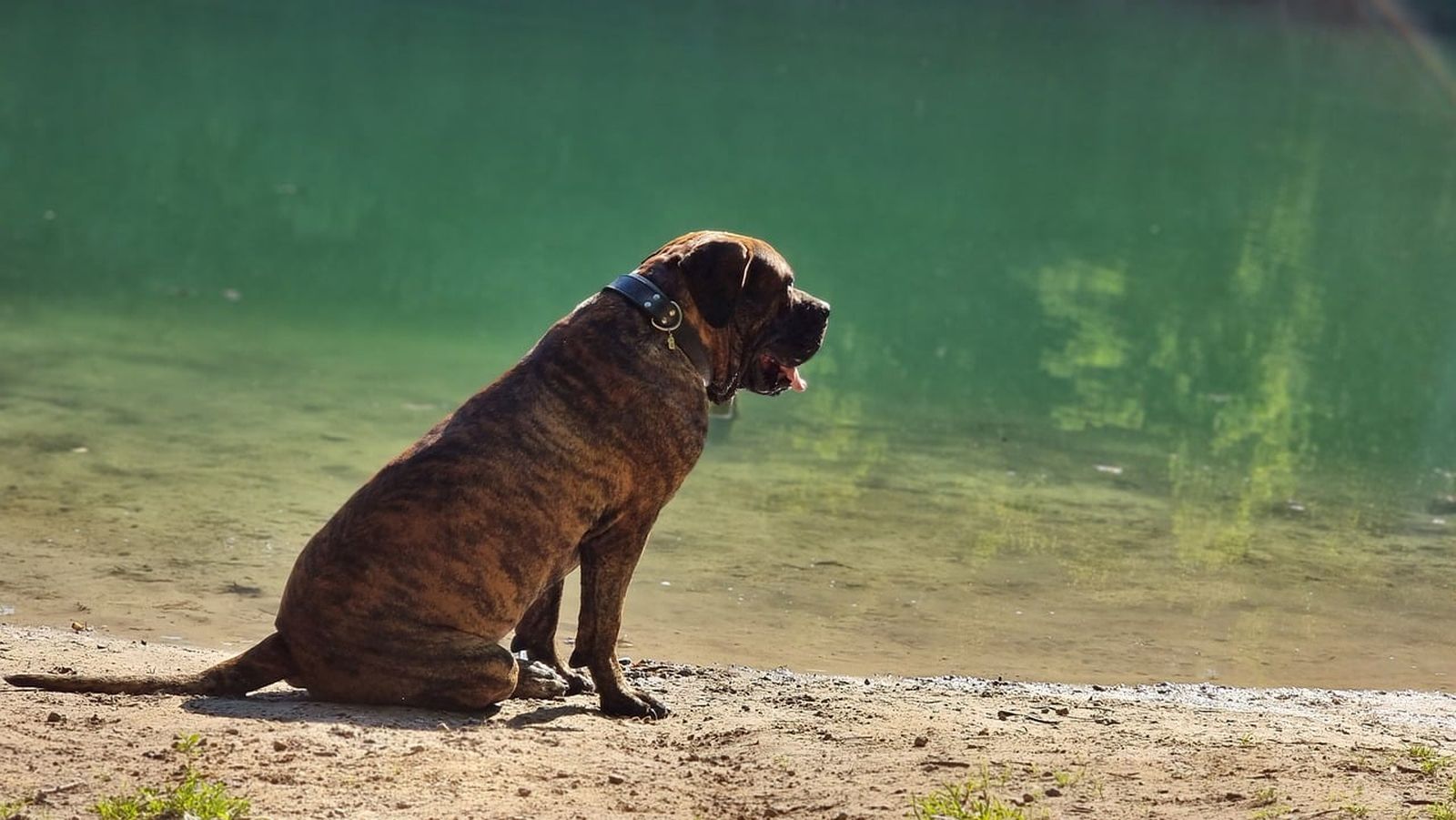 Ein gestromter Hund der Rasse Presa Canario mit braunem Halsband sitzt seitlich zum Betrachter auf dem Sand an einem See und schaut in die Ferne