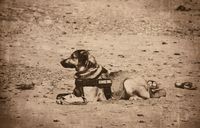 Servicedog liegt am Strand Retro.jpg