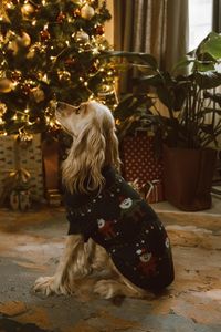 Spaniel in Hundepullover pexels-roman-odintsov-6342105.jpg