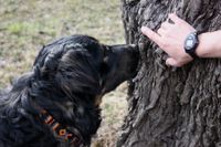 Ein Hund riecht an einem Baum.jpg