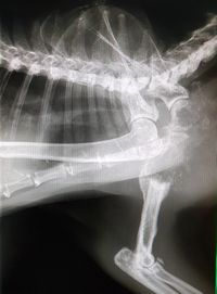 Osteosarkom Osteolyse Blanko.jpg