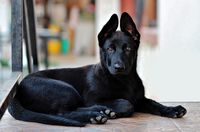 Schwarzer Schaeferhund liegt auf dem Boden und schaut in die Kamera.jpg